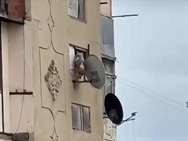 Bakıda iti binadan atan şəxs məsuliyyətə cəlb edildi
