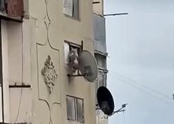 Bakıda iti binadan atan şəxs həbs edildi