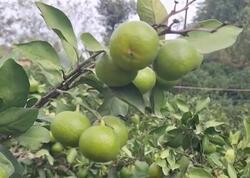 Astarada sitrus bağları susuz qalıb - <span class="color_red">(Video)</span>