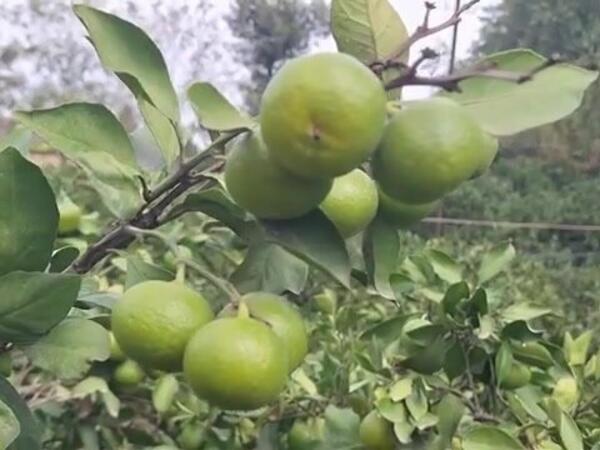 Astarada sitrus bağları susuz qalıb - <span class="color_red">(Video)</span>