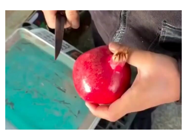 Narın dənələri bu üsulla bir anda bir-birindən ayrılır - <span class="color_red">(Video)</span>