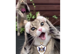 “Qarabağ”ın “Sabah”la bağlı paylaşımı müzakirələr yaratdı – <span class="color_red">(Video)</span>