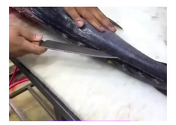 Balığın qarnından iPhone 18 çıxdı <span class="color_red">(Video)</span>