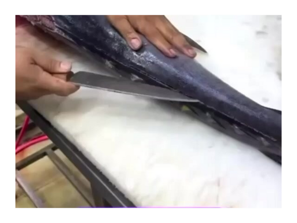 Balığın qarnından iPhone 18 çıxdı <span class="color_red">(Video)</span>