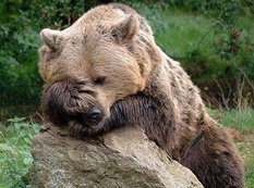 Rubl ölür, rus ayısı qəzəblənir, Qərb oynayır