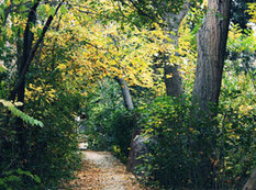 “Mərkəzi Nəbatat və Dendrologiya Bağı” MMC təşkil edilir