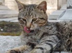 Pişik sahibəsininin qızıllarını oğurladı