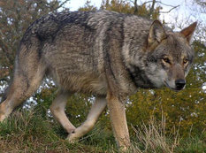 Kürdəmirdə canavarlar kəndə hücum edib