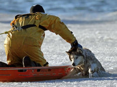 Canavarın xilası - FOTO
