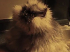 Dünyanın ən qalıntüklü pişiyi öldü - VİDEO