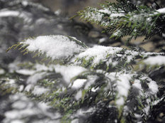 Bakıya qar yağır - YENİLƏNİB - FOTOSESSİYA