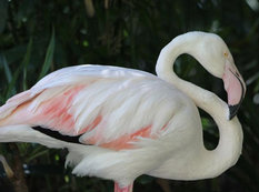 Dünyanın ən qoca flaminqosu öldü