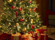 50 manatdan 3000 manatadək... - Şam ağaclarının qiymətləri kəskin artır