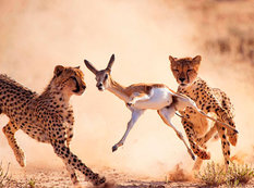 "National Geographic"dən bu ilin ən yaxşı FOTOLARI