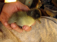 Saqqalında ördək bəslədi - FOTO