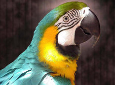 Tutuquşular insan adlarını necə yadda saxlayır?