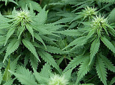 Narkotik əkən şirkət əməkdaşı SAXLANILDI