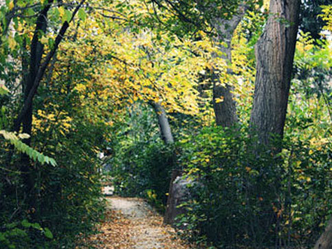 “Mərkəzi Nəbatat və Dendrologiya Bağı” MMC təşkil edilir