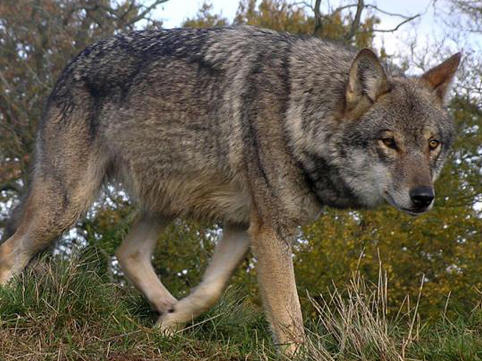 Kürdəmirdə canavarlar kəndə hücum edib