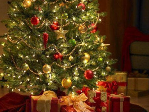 50 manatdan 3000 manatadək... - Şam ağaclarının qiymətləri kəskin artır