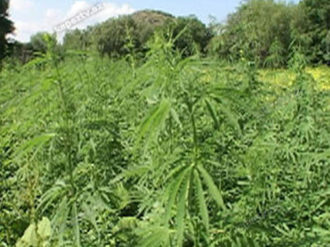 Narkotik əkən şirkət əməkdaşı SAXLANILDI