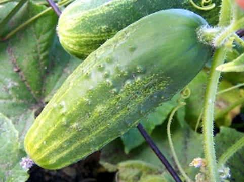 Xiyar saralır, məhsul tökülür - Səbəb nədir?