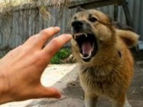 Sahibsiz itlər orta yaşlı qadına hücum etdi