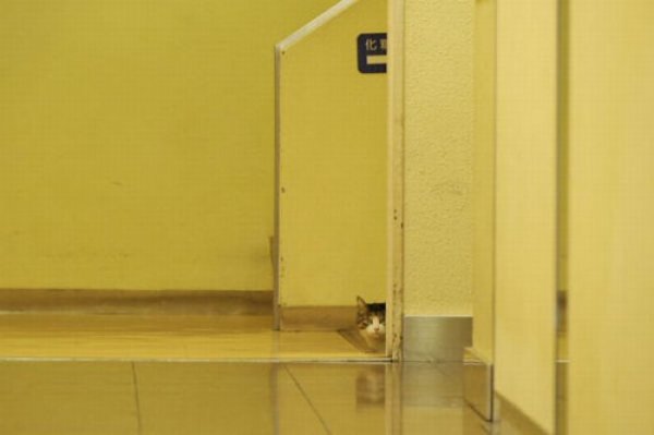 "Səyyada bax, səyyada..." - VİDEO-FOTO