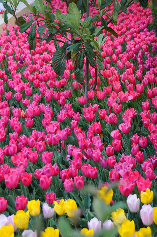 Gül-çiçəkli Bakı - FOTOSESSİYA