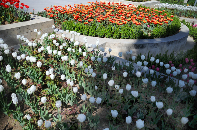 Gül-çiçəkli Bakı - FOTOSESSİYA