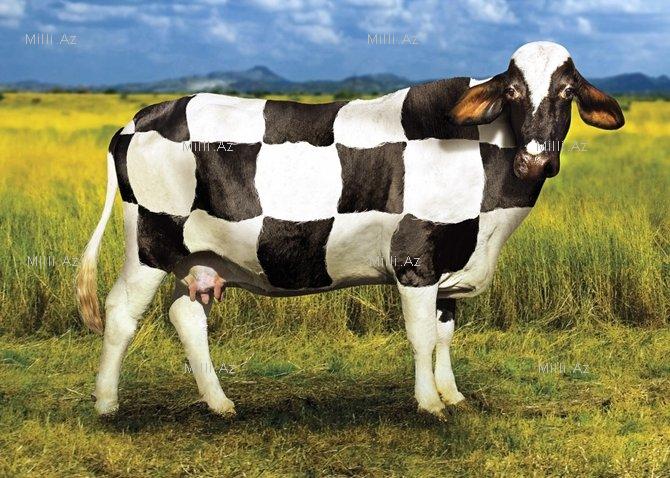 Reklam gözəl də ola bilər - FOTOSESSİYA