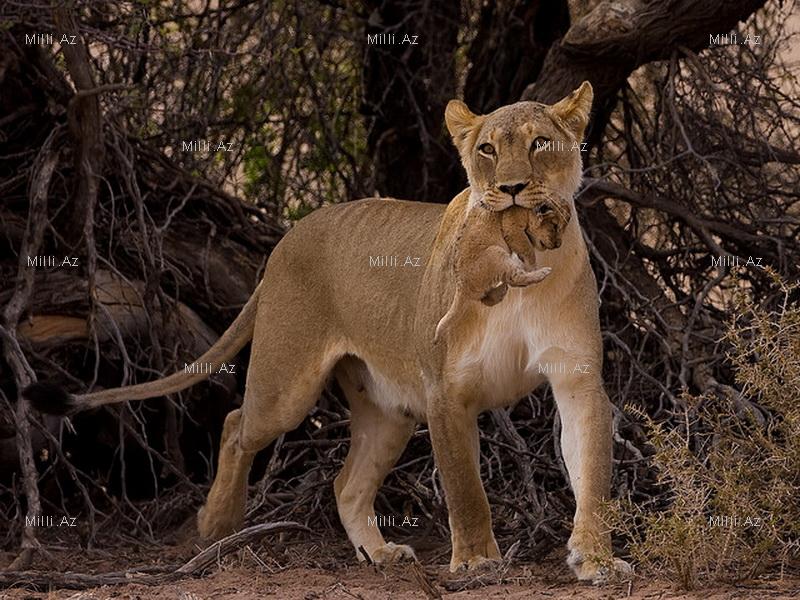 Vəhşi, lakin qayğıkeş ana - FOTOSESSİYA