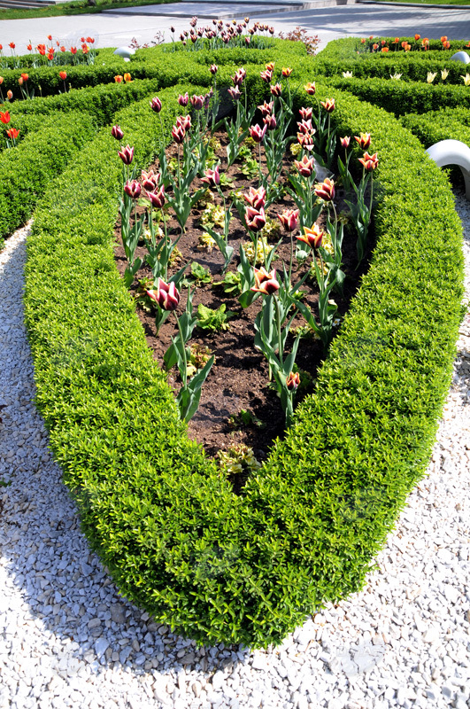 Gül-çiçəkli Bakı - FOTOSESSİYA