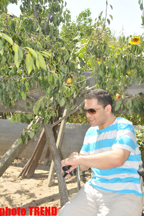 Samuray papağı, meyvəli bağ və ya müğənni Murad Sadıxın rəngarəng yay istirahəti - FOTOSESSİYA