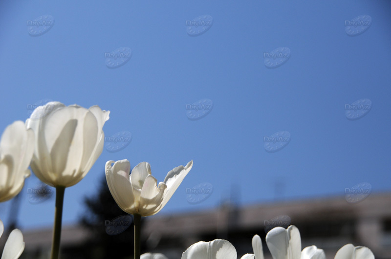 Gül-çiçəkli Bakı - FOTOSESSİYA