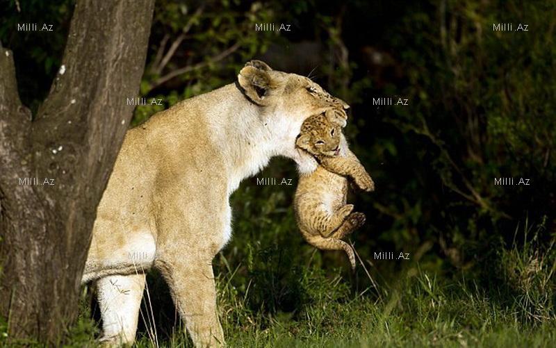 Vəhşi, lakin qayğıkeş ana - FOTOSESSİYA