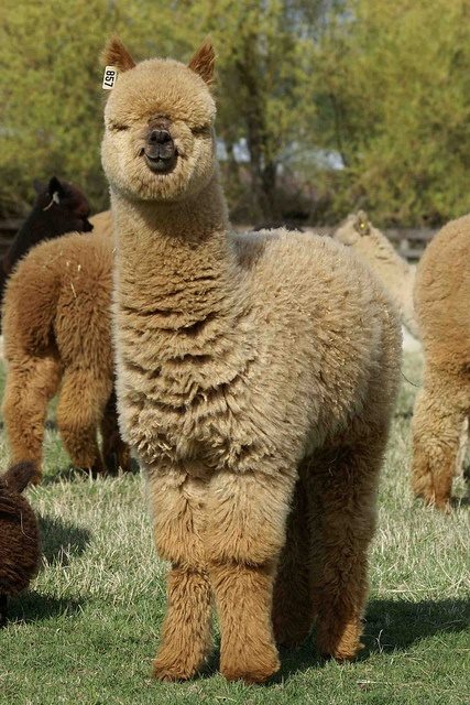 Azərbaycanlıların tanımadığı ev heyvanı - FOTO