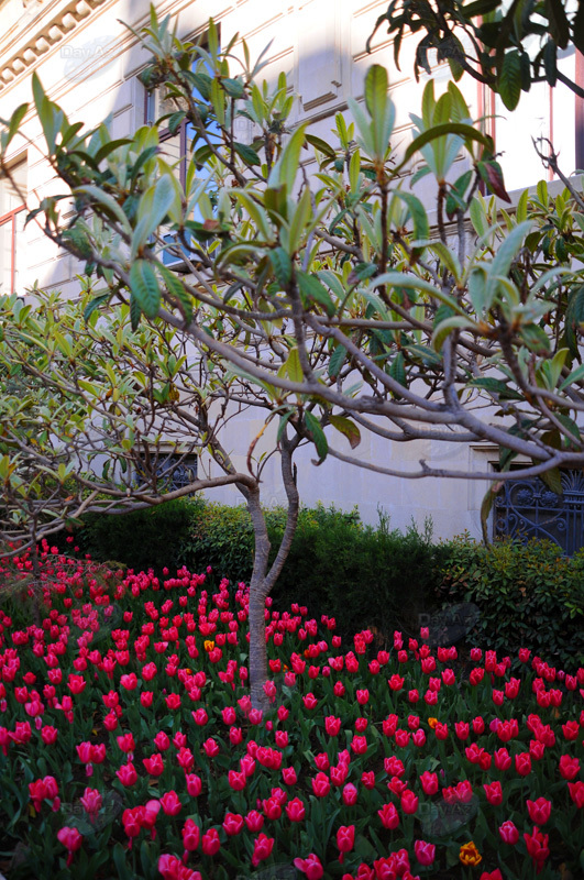 Gül-çiçəkli Bakı - FOTOSESSİYA