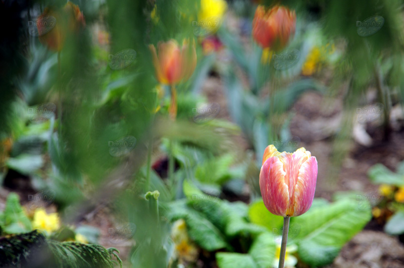 Gül-çiçəkli Bakı - FOTOSESSİYA