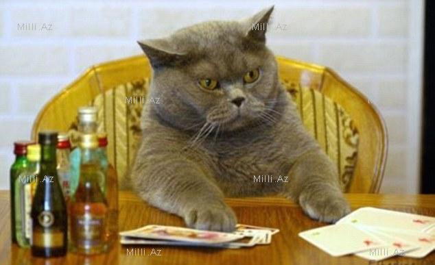 Onlar bizə bənzəyir? - FOTOSESSİYA