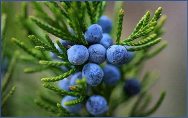 Mətbəx sirləri: Jiqo - FOTO