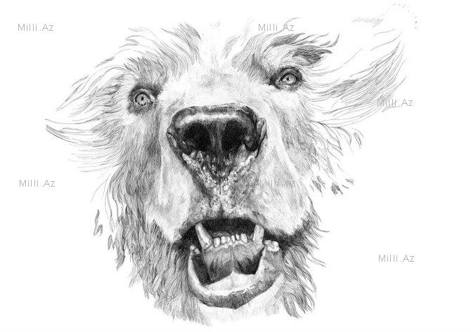 Göz vuran ayı və saqqallı meymun - FOTO