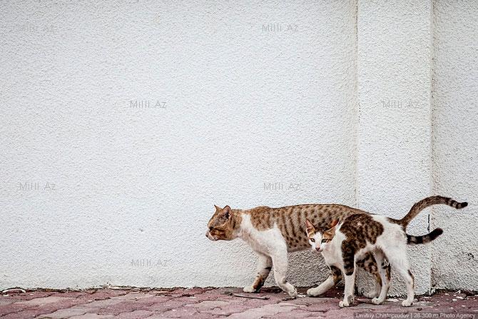 Şimali Oman FOTOLARDA