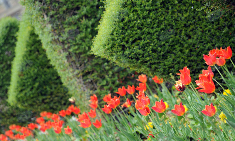 Gül-çiçəkli Bakı - FOTOSESSİYA