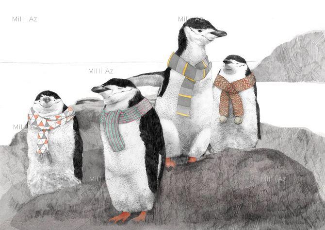 Göz vuran ayı və saqqallı meymun - FOTO