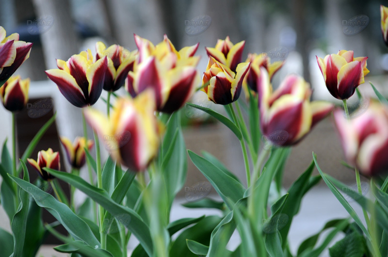Gül-çiçəkli Bakı - FOTOSESSİYA