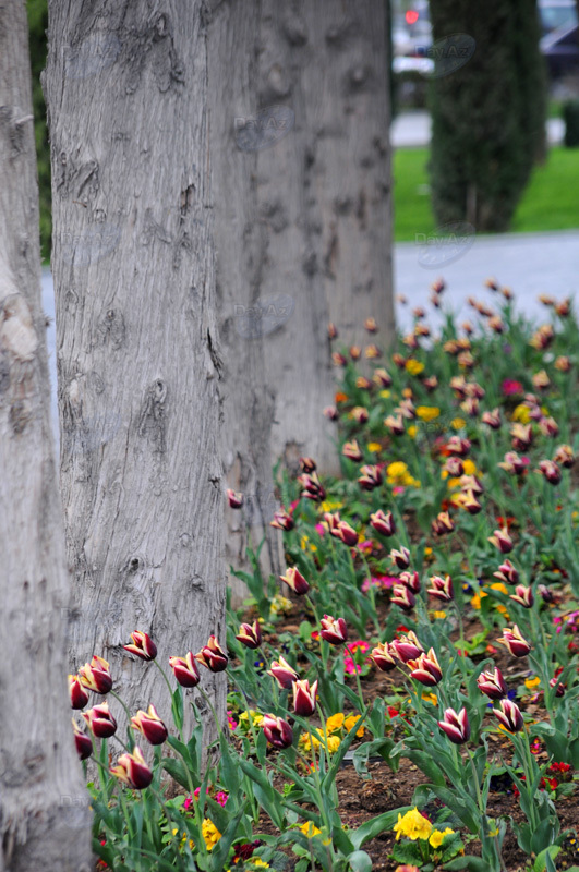 Gül-çiçəkli Bakı - FOTOSESSİYA