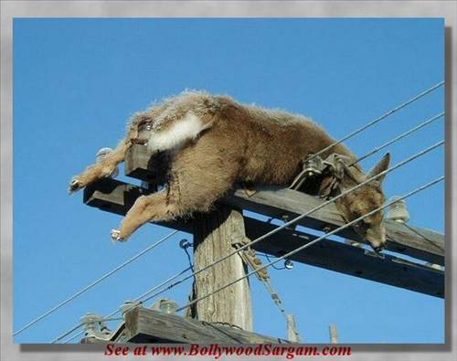 İnternetin ən populyar fotoları - FOTOSESSİYA