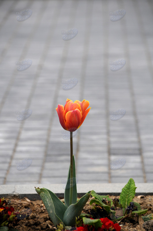 Gül-çiçəkli Bakı - FOTOSESSİYA