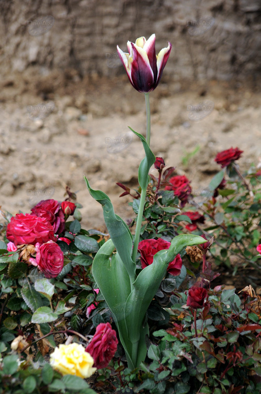 Gül-çiçəkli Bakı - FOTOSESSİYA